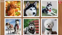 Dogs Puzzle - Kids & Adults. Free jigsaw game! Screen Shot 3