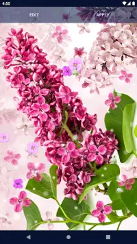 Spring Flower Live Wallpaper Screen Shot 5