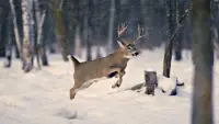 Forest Animal Wild Simulator Screen Shot 1