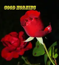 Good morning Images Gifs, Flowers Roses wallpapers Screen Shot 8