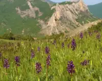 Orchis Flowers Jigsaw Puzzle Screen Shot 4