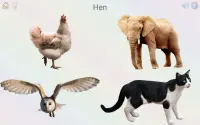 Play and learn: animals,colors,numbers,curiosities Screen Shot 8