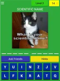 Cats Quiz Trivia Screen Shot 7