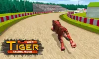 Selvagem animal galgo campeonato Corrida Screen Shot 4