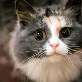 Teka-teki Jigsaw Cute Cat Photo