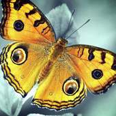 الفراشة بانوراما اللغز