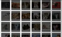 사진 콜라주 - 새끼 고양이 Screen Shot 4