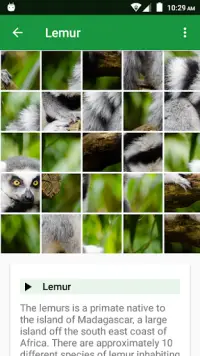 Animaux Sauvages Puzzle Screen Shot 4