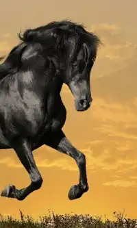 Beautiful Horses Jigsaw Puzzles Screen Shot 1