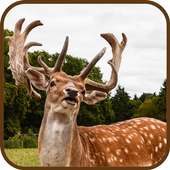Angry Wild Stag Simulator 3D