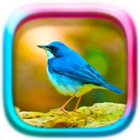 Hayvanlar Bulmaca: Kuşlar