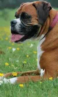 Boxer Dogs Jigsaw Puzzles Screen Shot 2