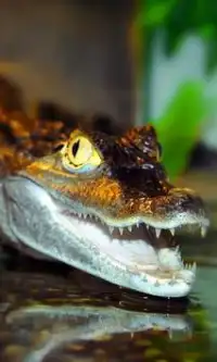 Крокодил Игра Пазл Screen Shot 1