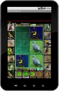 True Birds Memory Game Free Screen Shot 11
