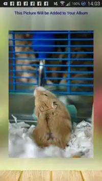 Hamster Game Screen Shot 3