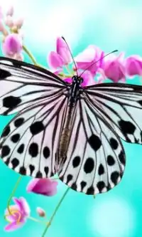 Teka-teki Jigsaw Butterfly Screen Shot 1