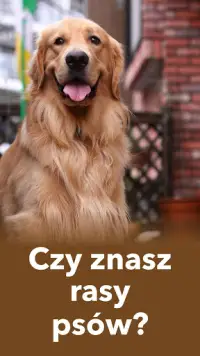 Rasy psów zgadują quiz o psach! Wszystkie psy! Screen Shot 0