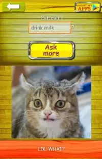 Zapytaj Cat 2 Tłumacz Screen Shot 1