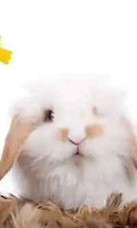 Кролик Игра Пазл Screen Shot 0