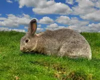 Best Rabbits Jigsaw Puzzles Game Screen Shot 3