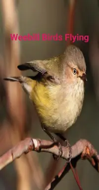 Weebill Birds Flying Screen Shot 1