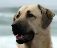 Anatolian Shepherd Puzzle Screen Shot 4