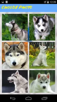 Husky Jigsaw Puzzle Screen Shot 1