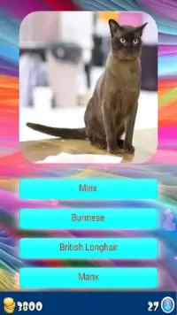 Cat Breeds - Identify Your Cat Screen Shot 1