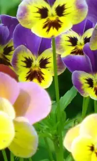 Фиолетовые цветы Цветы Пазл Screen Shot 1