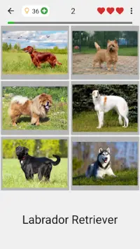 Köpekler - Tüm köpek ırkları hakkında Foto-Sınav Screen Shot 0