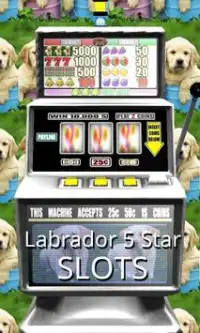 3D Labrador 5 Star Slots Screen Shot 0