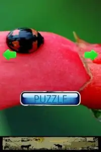 Insect Puzzle Screen Shot 2