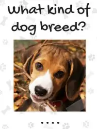 Dog Breeds Quiz Screen Shot 5
