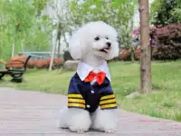 Amazing Dogs Clothes Puzzle Screen Shot 2