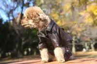 Amazing Dogs Clothes Puzzle Screen Shot 4