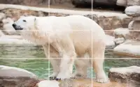 Tile Puzzle - Bears Screen Shot 3