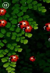 Crawl of the Ladybug Screen Shot 1