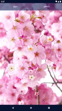 Sakura Flower Live Wallpaper Screen Shot 5