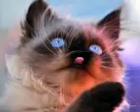 Забавный котенок Игра Пазл Screen Shot 3