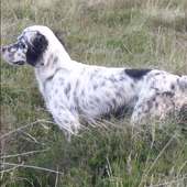 English Setter Dogs Puzzles