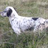 English Setter Anjing Puzzle