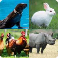 What animal name Quiz