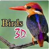 Birds 3D