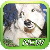 Lobo lobos jogo de puzzle