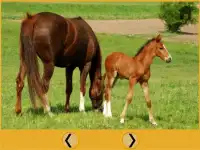 funny horses for kids Screen Shot 7