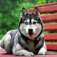 Huskies Dogs Jigsaw Puzzles Free Games 🧩🐕🧩🐾 Screen Shot 7