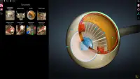 Anatomy Learning - Atlas d'anatomie 3D Screen Shot 2