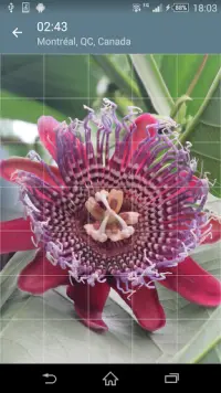 Jigsaw Puzzle: Flowers Screen Shot 2