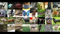 ANIMALS & PETS Quiz 2020 Screen Shot 9