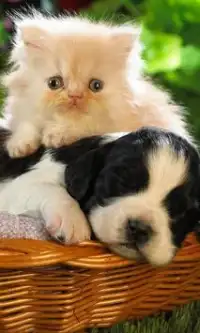 Cute Pets Beautiful Rompecabezas Screen Shot 1
